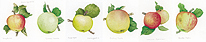 Raymond - Apples